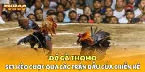 Đá Gà Thomo FUN88: Set Kèo Qua Các Trận Đấu Của Chiến Kê