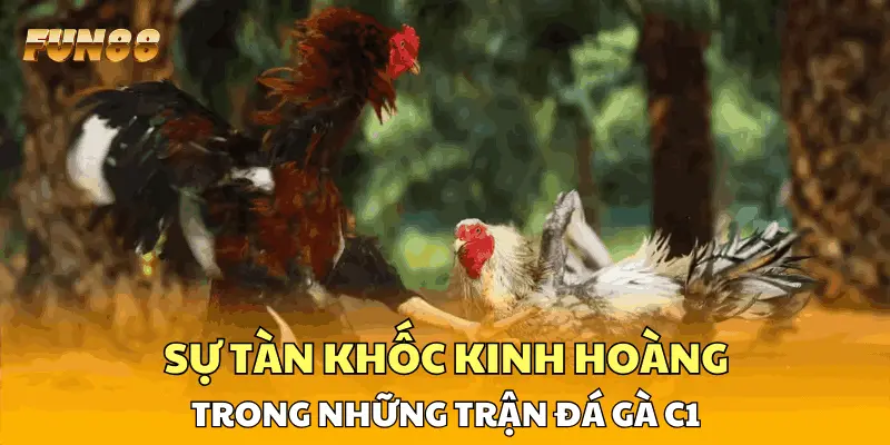 Sự tàn khốc kinh hoàng trong những trận đá gà C1